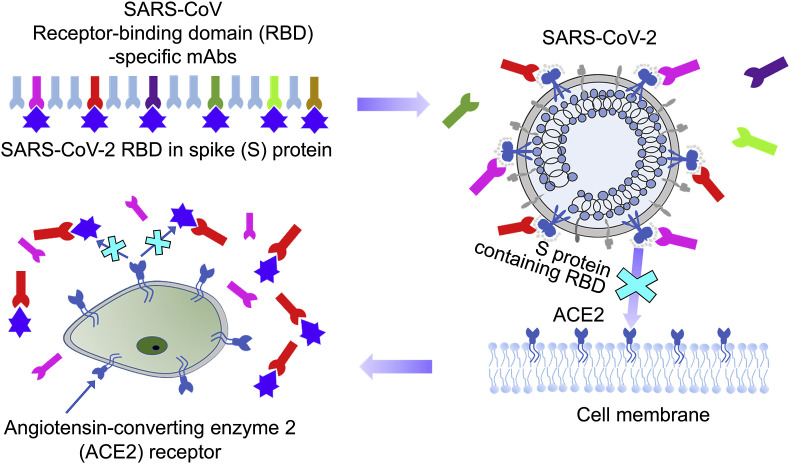 Identification of SARS-CoV RBD-targeting monoclonal antibodies with cross-reactive or neutralizing activity against SARS-CoV-2. 
